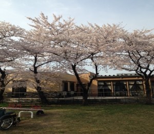 グループホームかんとう隣の公園の桜（4月19日撮影）