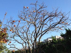 鳥のために残した柿