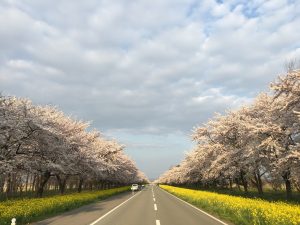 大潟村の桜と菜の花