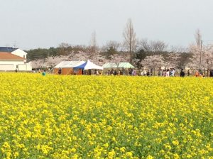 大潟村菜の花