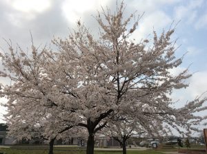 満開の桜