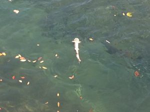 白神山地で一生を終える鮭