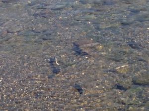 白神山地の川に遡上する鮭