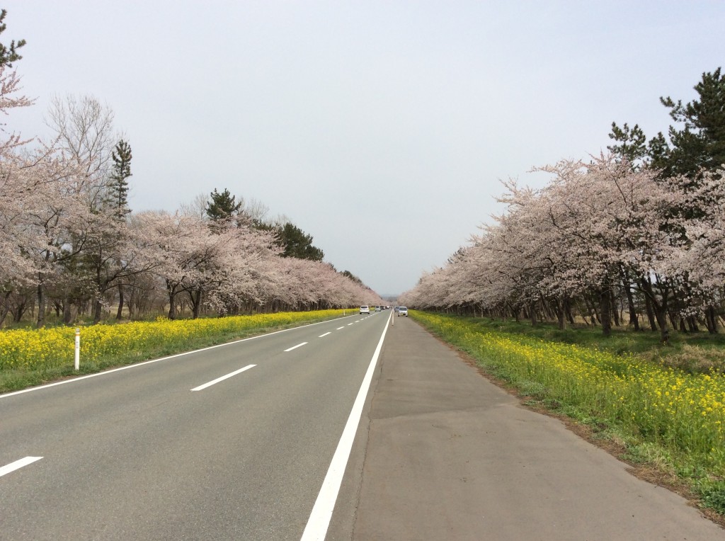 大潟村桜と菜の花