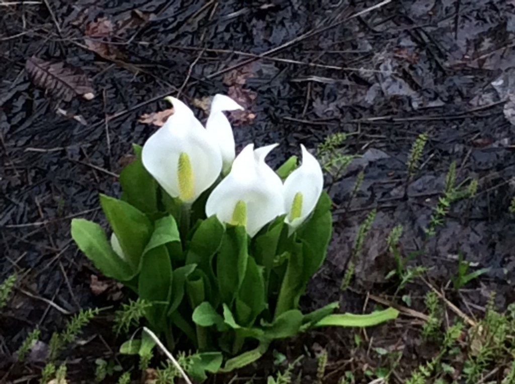 琴丘水芭蕉２