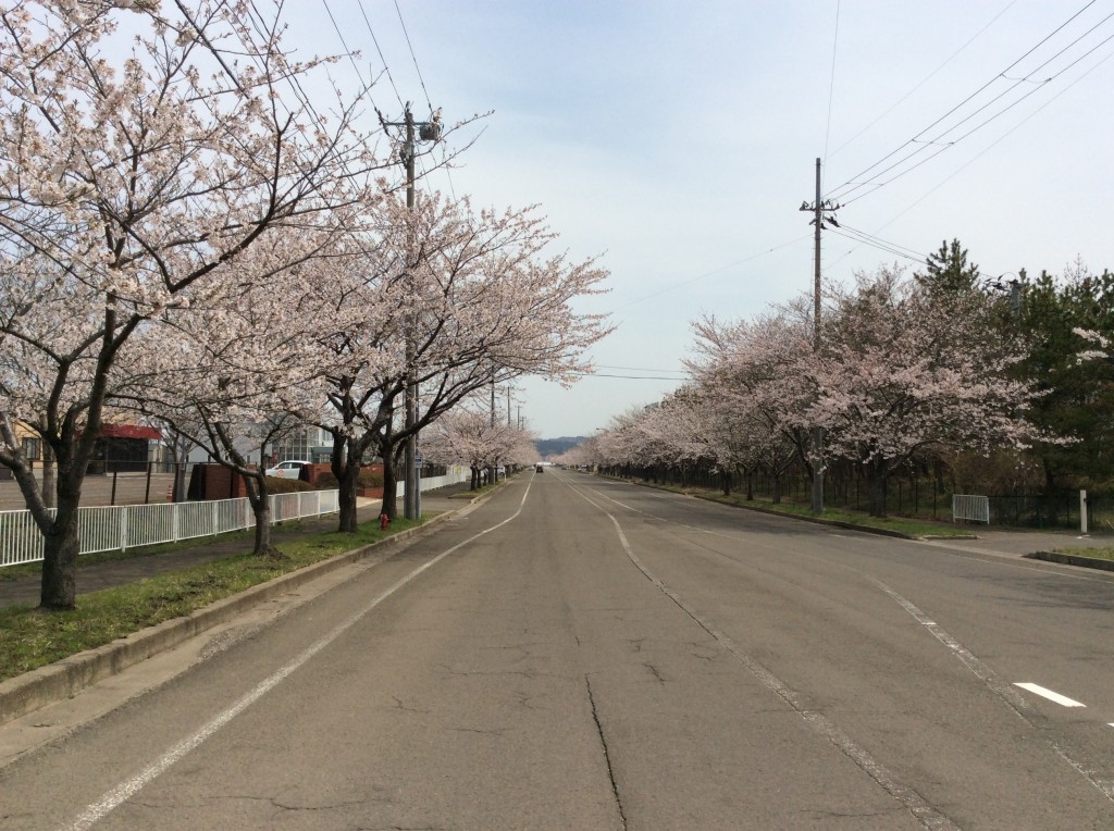 能代工業団地桜並木