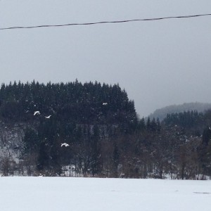 雪の中を舞う白鳥
