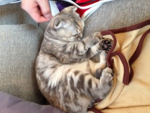静かに過ごすさくら